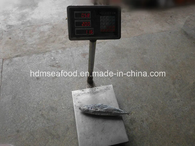 Best Frozen Seafood Fish Frozen Mackerel