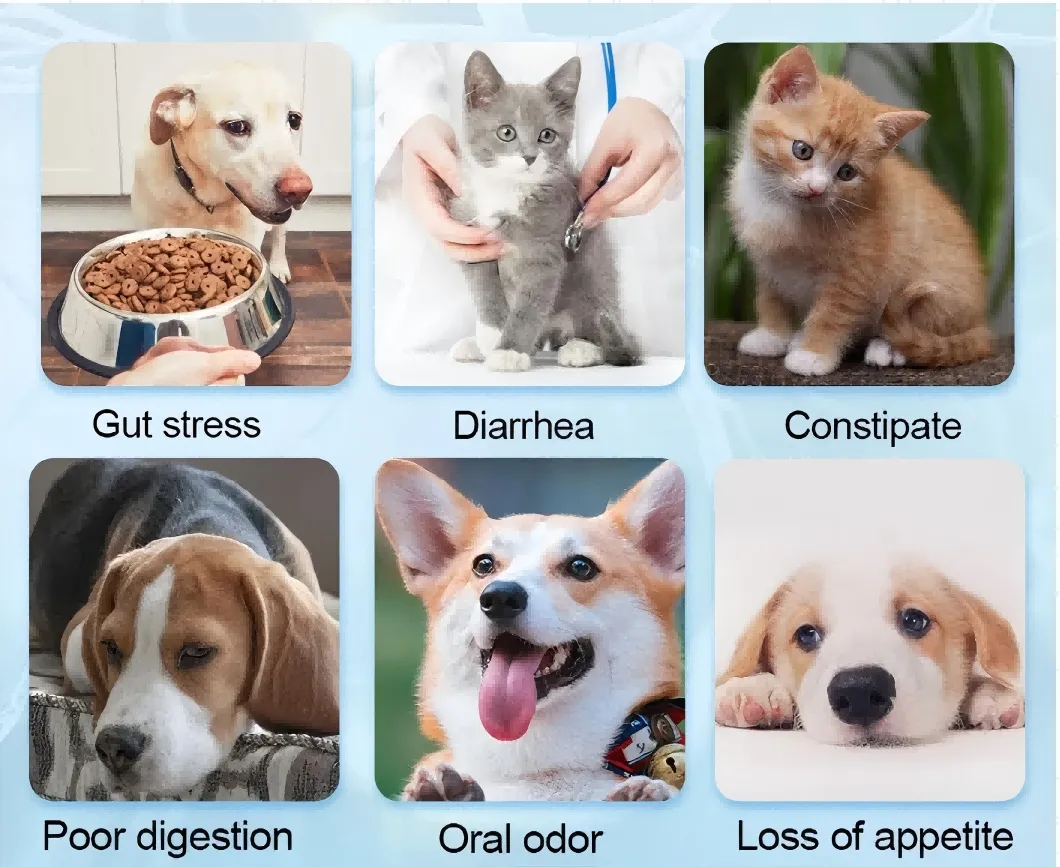 Probiotic Chews for Dogs and Cats Digestive Function Pre&Probiotic Pet Treat OEM Factory