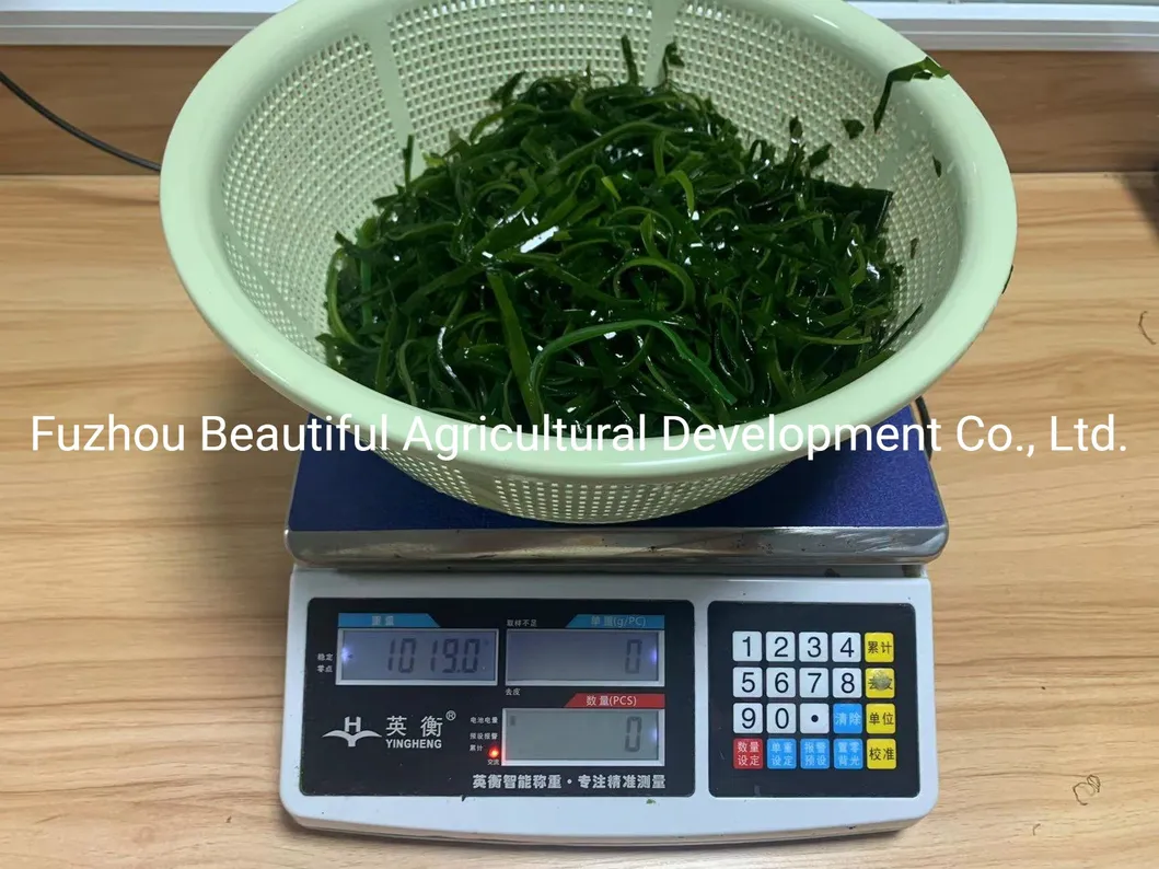 Shredded Seaweed Laminaria Japomica Cut Dried