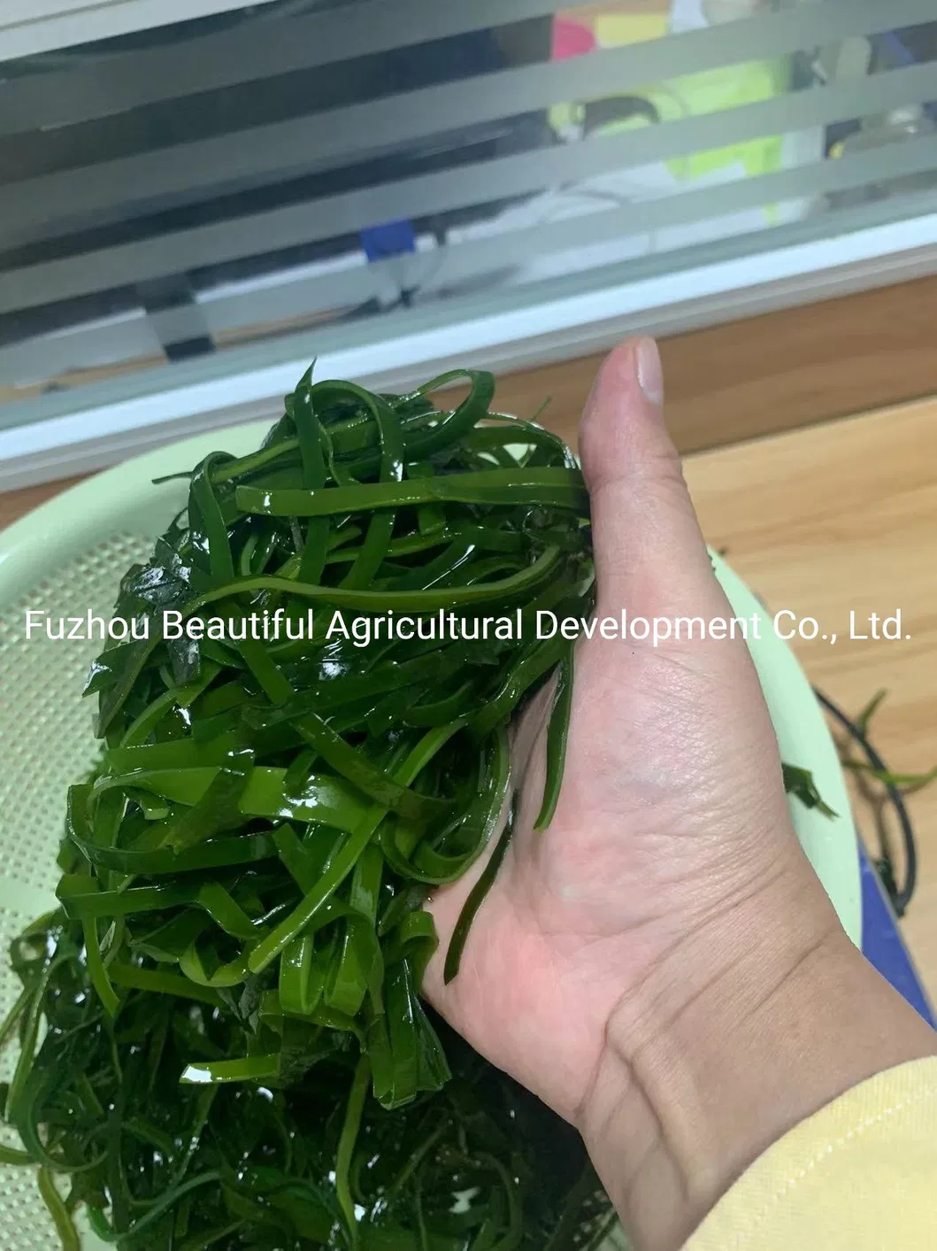 Shredded Seaweed Laminaria Japomica Cut Dried