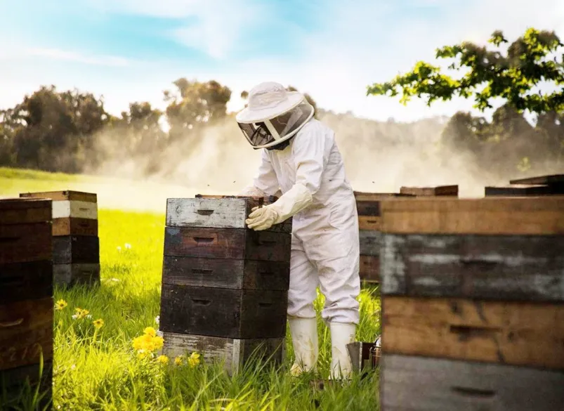 Beehall Bee Products Factory Natural Bulk Vitex Honey