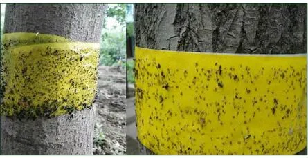 Garden Double-Sided Non-Toxic Sticky Glue Roll