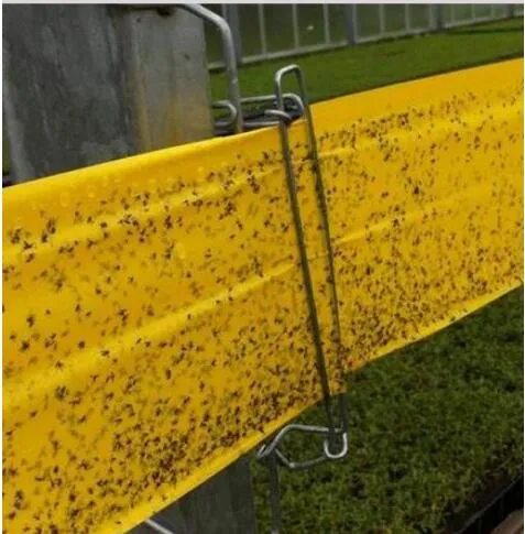 Garden Double-Sided Non-Toxic Sticky Glue Roll