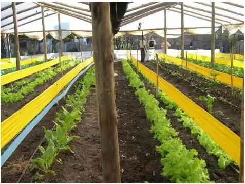 Garden Double-Sided Non-Toxic Sticky Glue Roll