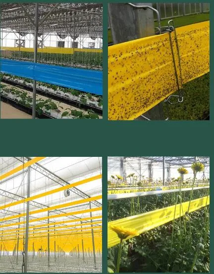 Garden Double-Sided Non-Toxic Sticky Glue Roll