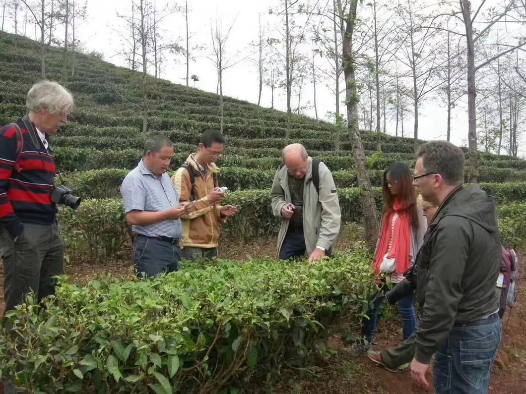 Health Yunnan Premium Silvery Hair Jasmine Flower Green Tea