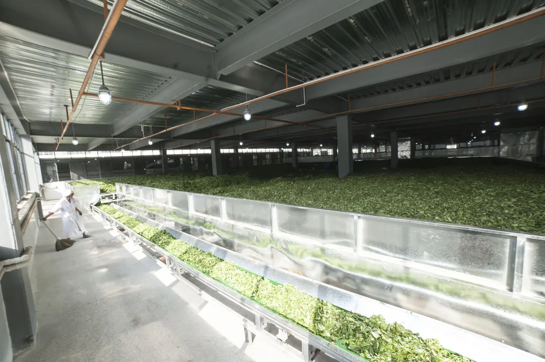 Health Yunnan Premium Silvery Hair Jasmine Flower Green Tea