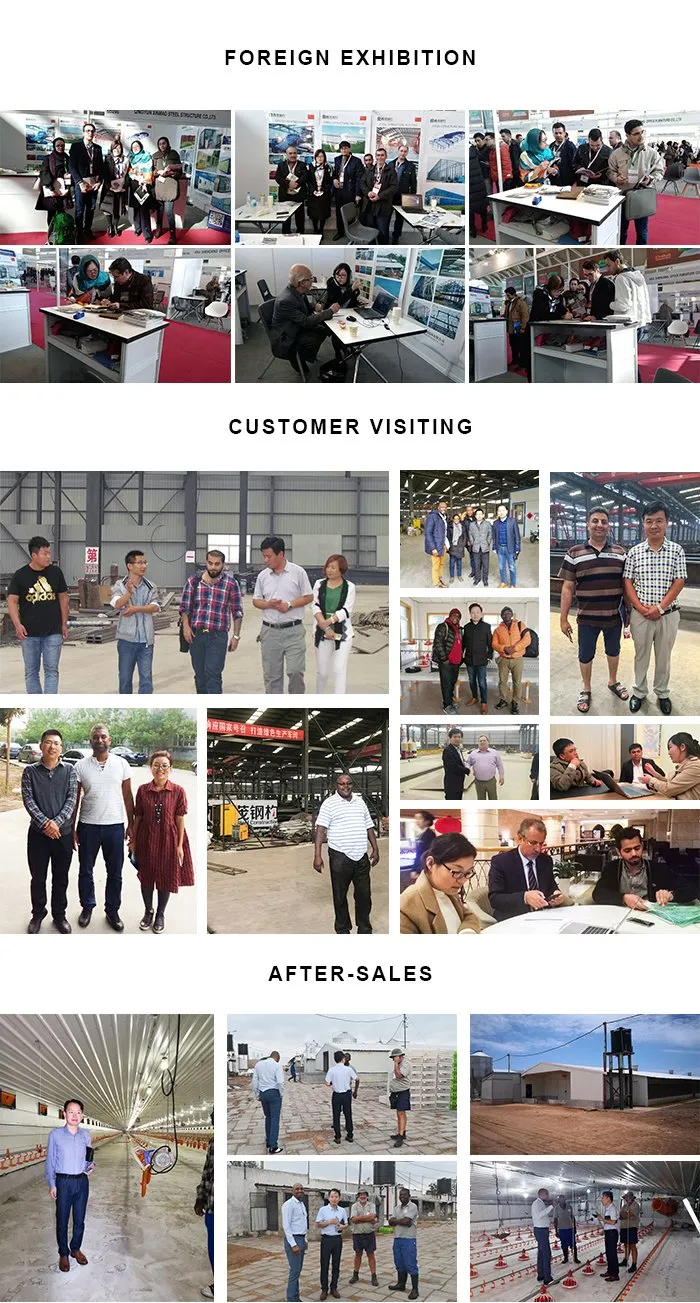 Steel Frame Poultry Farm Chicken Shed and Green House