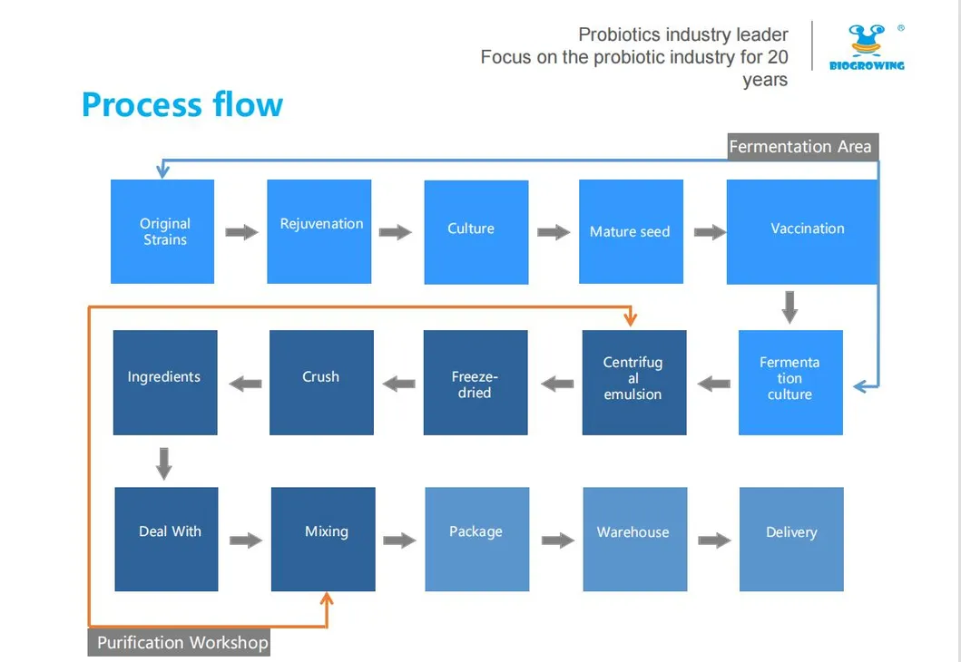 Lactobacillus Acidophilus for Human Gut Health Ibs