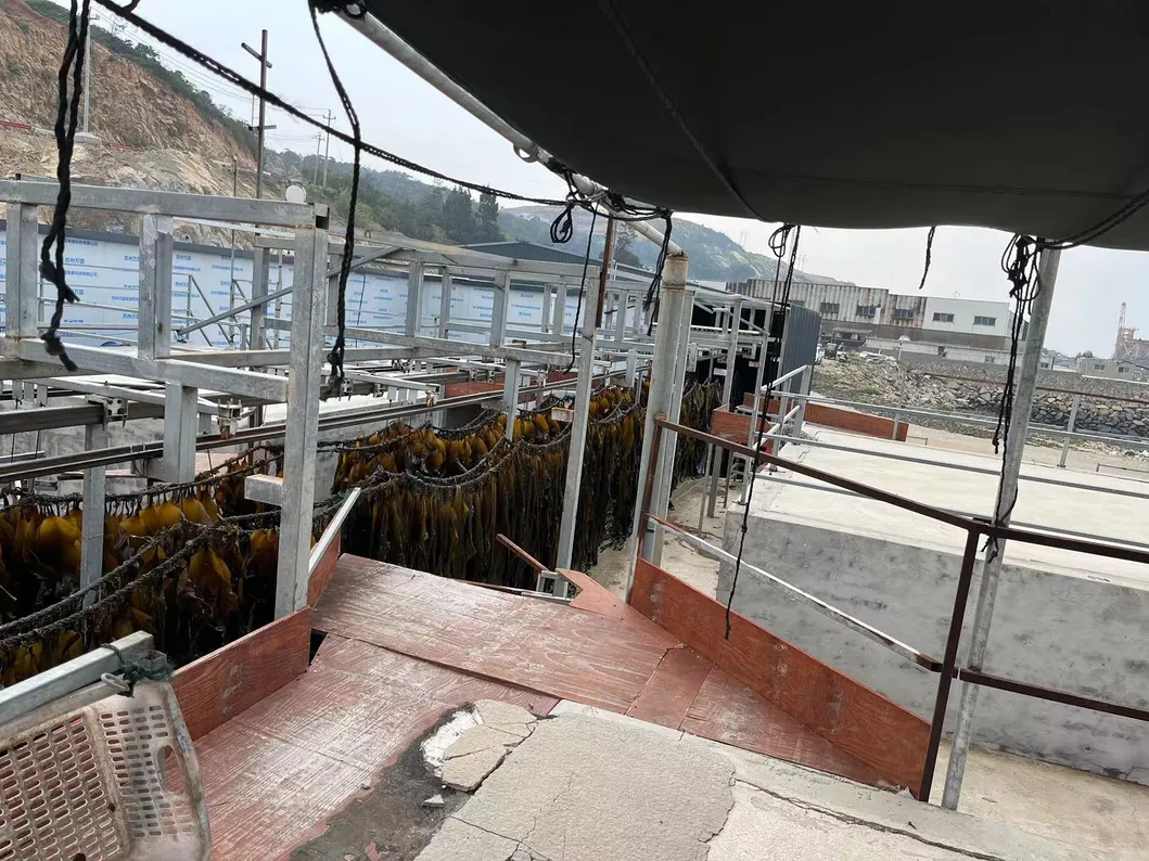 Food Grade Seaweed Shredded Laminaria Dried Cut Kelp