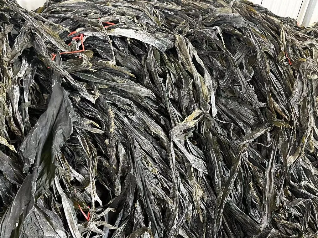 Food Grade Seaweed Shredded Laminaria Dried Cut Kelp