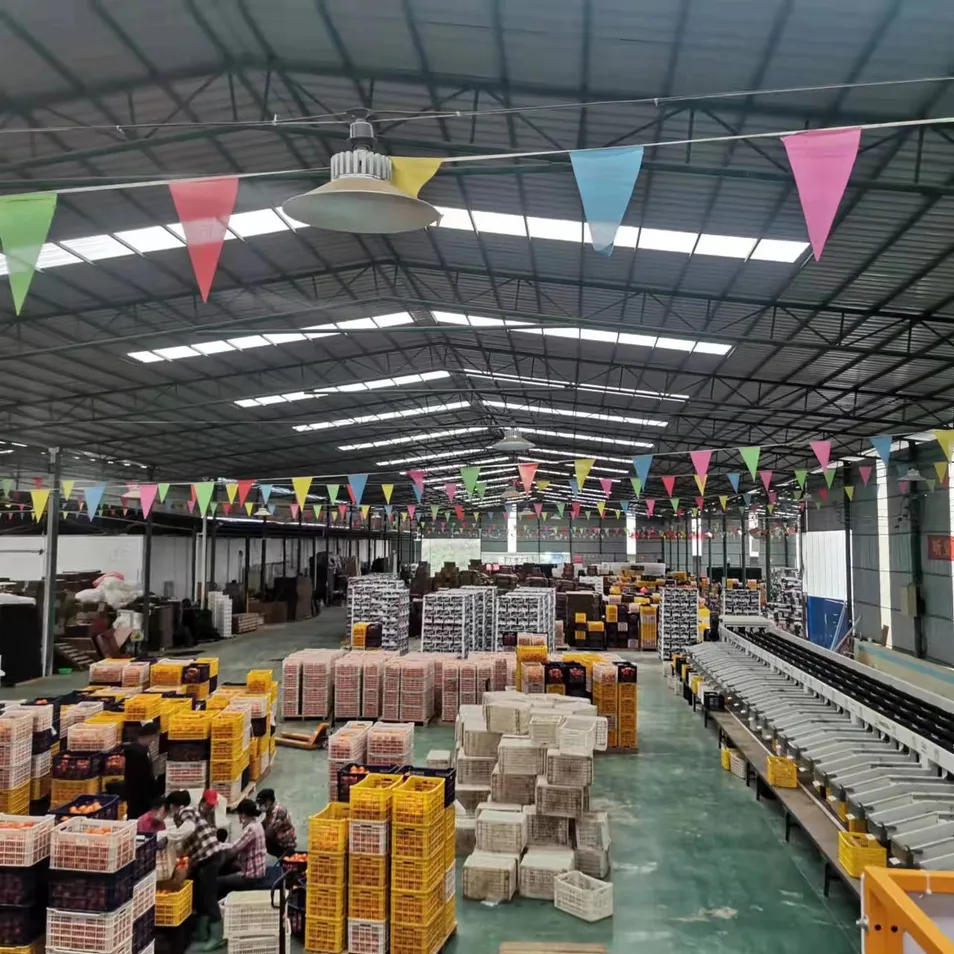 Fresh Sweet Mandarin Tangerine Oranges From China