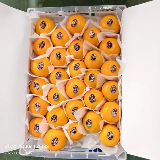 Fresh Sweet Mandarin Tangerine Oranges From China
