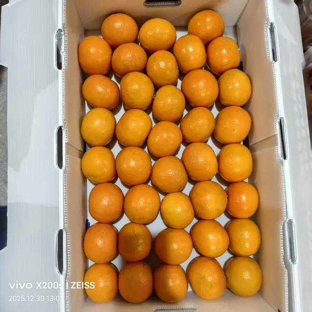 Fresh Sweet Mandarin Tangerine Oranges From China