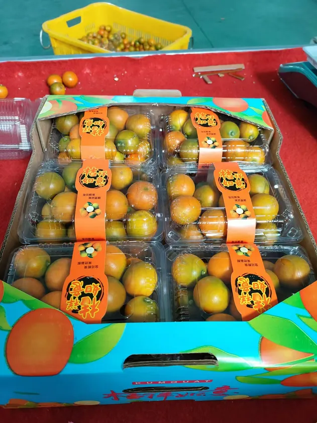 Fresh Sweet Mandarin Tangerine Oranges From China