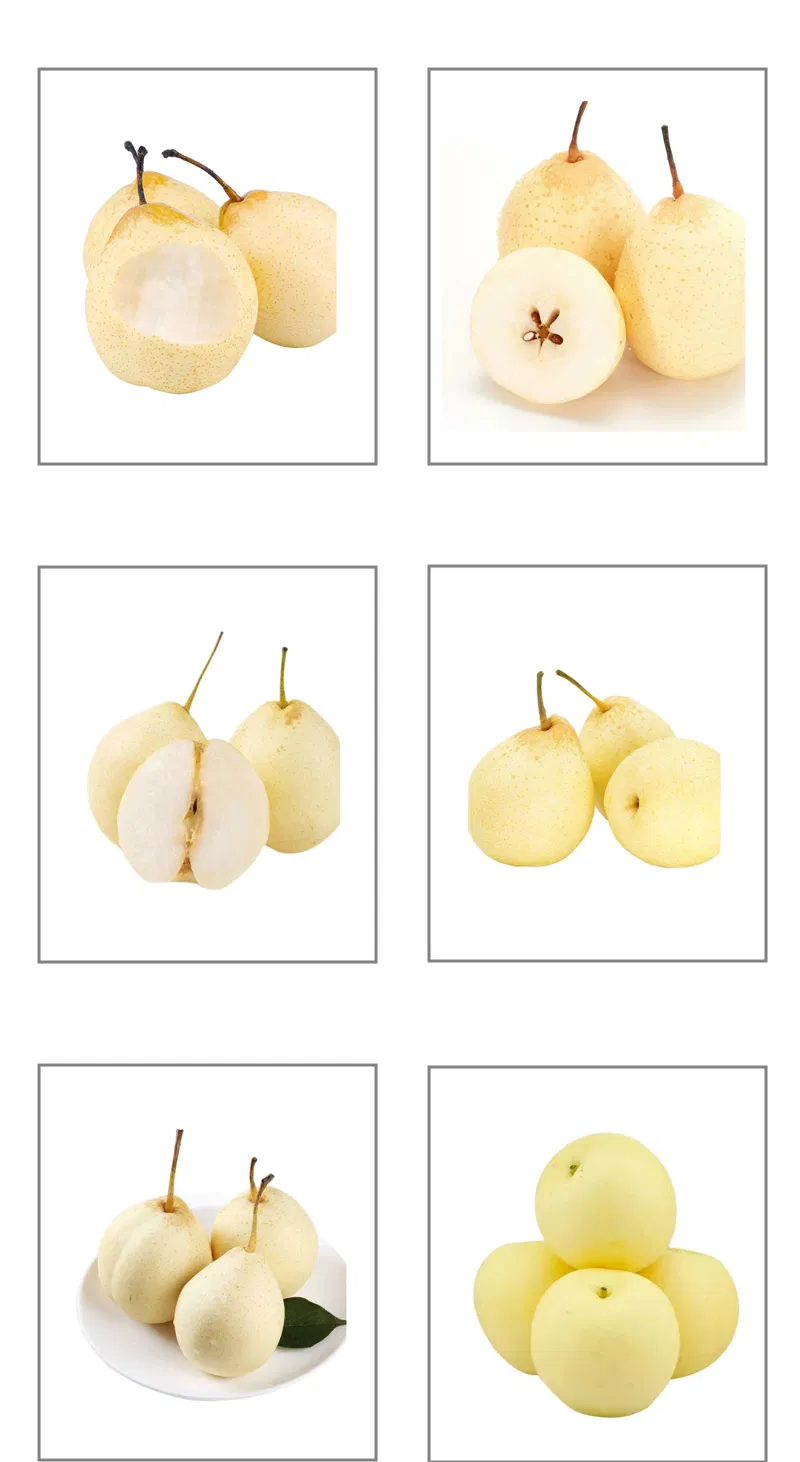 Suppliers Wholesale Sweet Juicy Crisp Fresh Pear for Sale