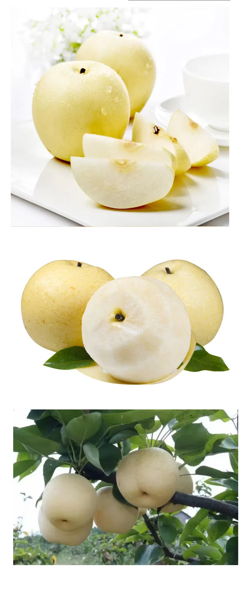 Suppliers Wholesale Sweet Juicy Crisp Fresh Pear for Sale