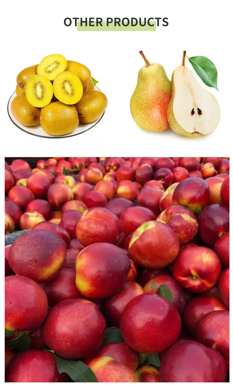 Suppliers Wholesale Sweet Juicy Crisp Fresh Pear for Sale