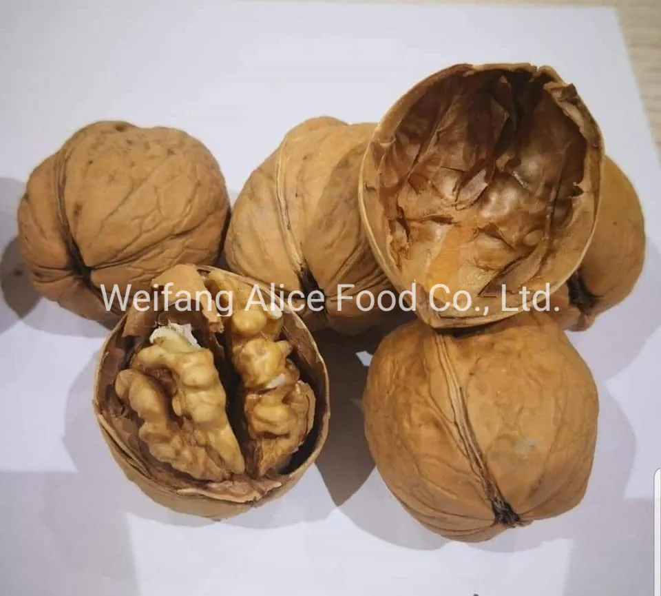 Wholesale Price Top Quality Walnut in Shell Paper Shell Walnut