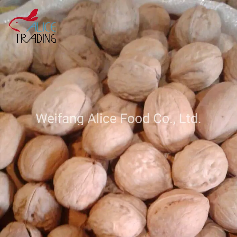 Wholesale Price Top Quality Walnut in Shell Paper Shell Walnut