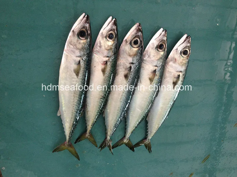 Bqf Fresh Frozen Mackerel Fish