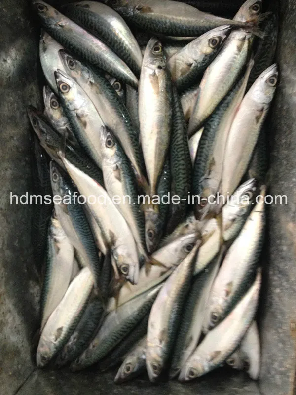 Bqf Fresh Frozen Mackerel Fish