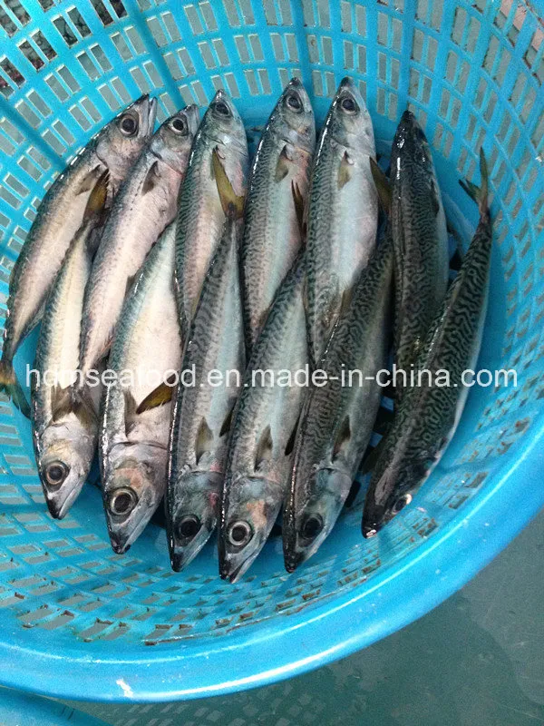 Bqf Fresh Frozen Mackerel Fish
