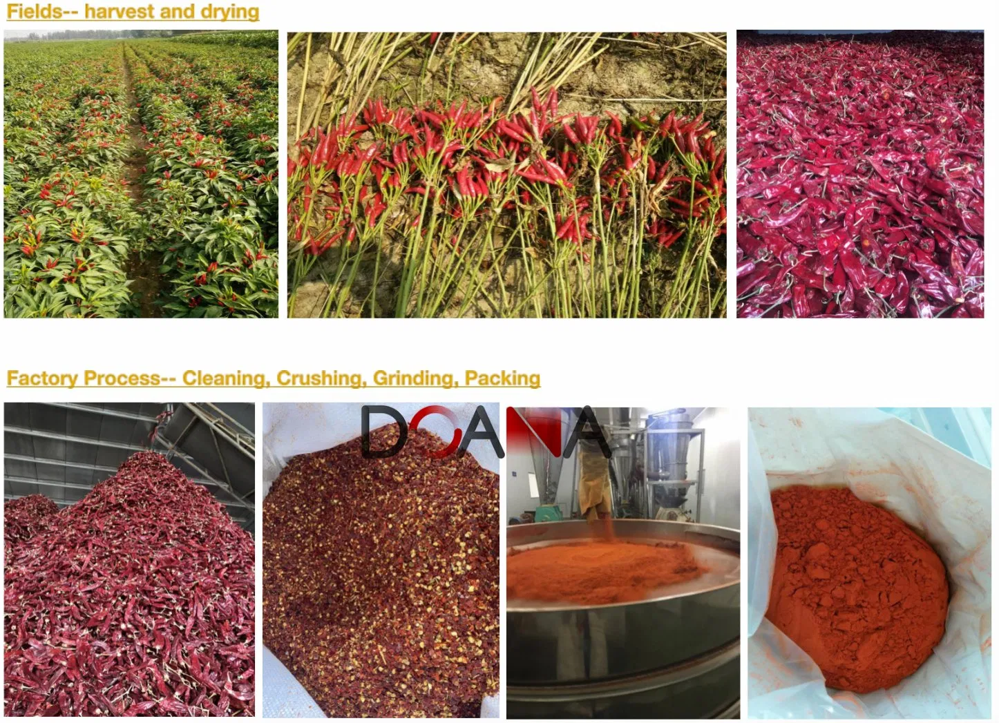 Natural Spice Chili Powder Manufacturer Sweet Paprika Hot Chilli Pepper