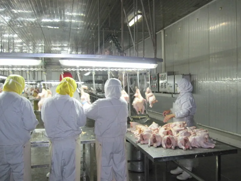 Halal Chicken Breast to Arabic Market