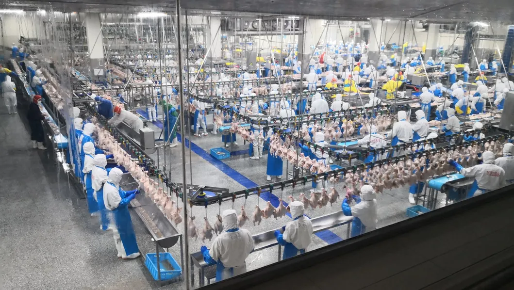 Halal Chicken Breast Fillet for Quick Meal Solutions