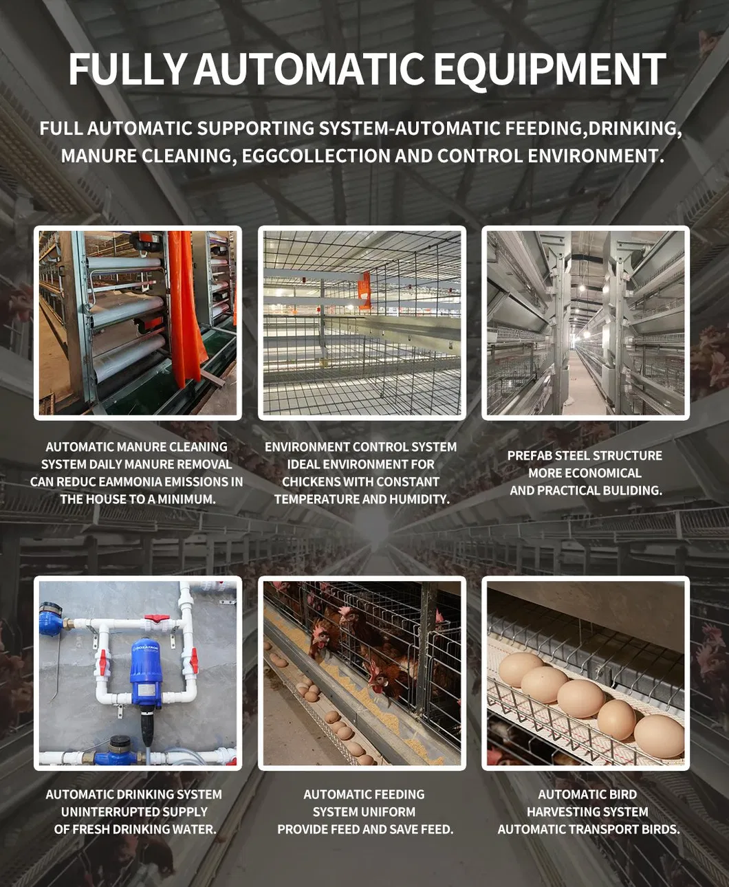 Premium H Frame Chicken Layer Cage with Automatic Feeding System