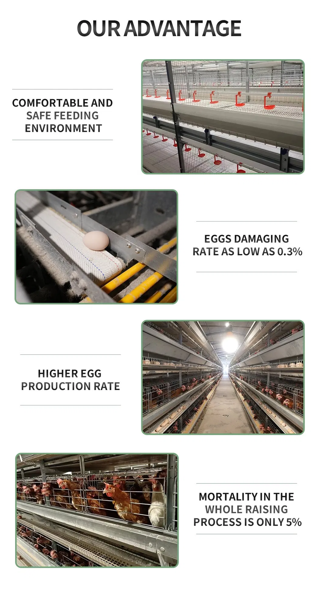 Premium H Frame Chicken Layer Cage with Automatic Feeding System