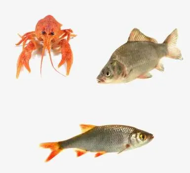 The Plant Directly Exports Seaweed Powder for Improving The Immunity of Poultry