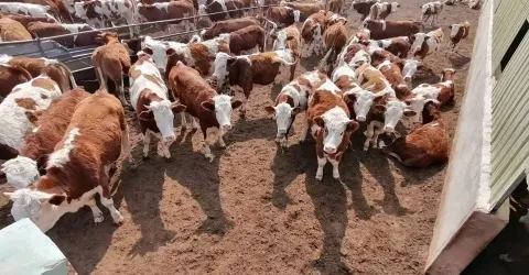 Potassium Humate Graular Shiny Ball Pure 100% Solubility