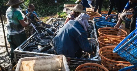 Potassium Humate Graular Shiny Ball Pure 100% Solubility