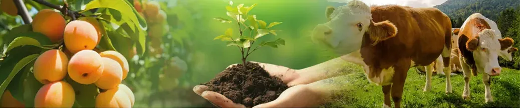 Potassium Humate Graular Shiny Ball Pure 100% Solubility