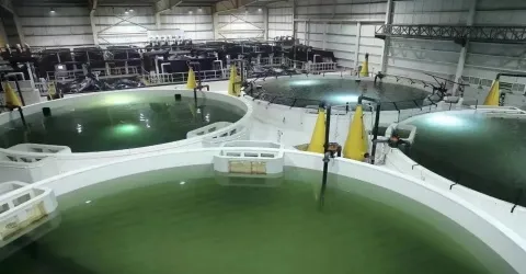 Potassium Humate Graular Shiny Ball Pure 100% Solubility