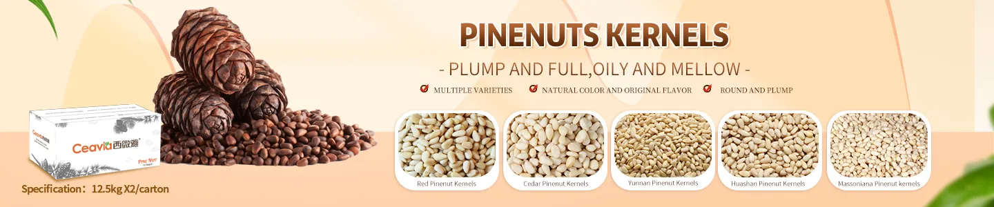 Pine Nut Kernel Pinus Sibirica Pinus Cedar