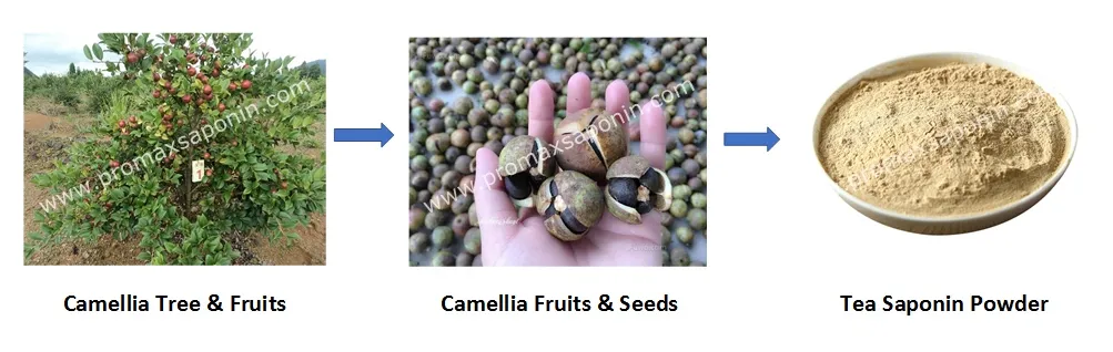 Natural Non-Ionic Improve Surfactant Nutrient Absorption Digestive Capacity Tea Saponin for Shrimp Ponds Cleaning Enhancing Growth of Shrimps