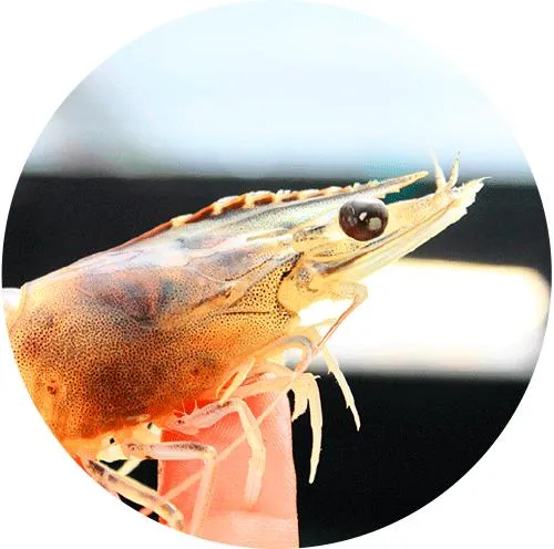 Natural Non-Ionic Improve Surfactant Nutrient Absorption Digestive Capacity Tea Saponin for Shrimp Ponds Cleaning Enhancing Growth of Shrimps