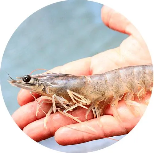 Natural Non-Ionic Improve Surfactant Nutrient Absorption Digestive Capacity Tea Saponin for Shrimp Ponds Cleaning Enhancing Growth of Shrimps