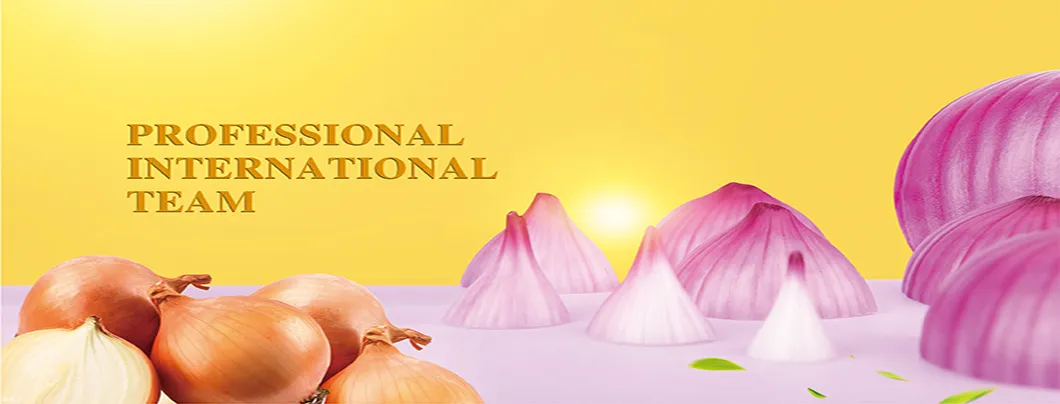 Peeled Onion Exporting Nethelands and UK