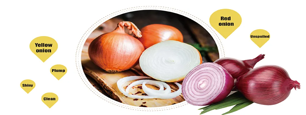 Peeled Onion Exporting Nethelands and UK