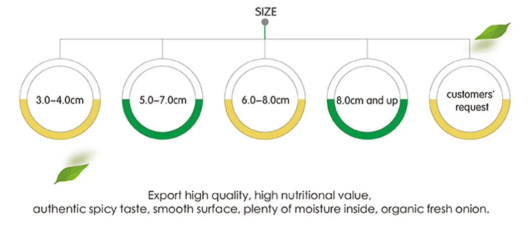Peeled Onion Exporting Nethelands and UK
