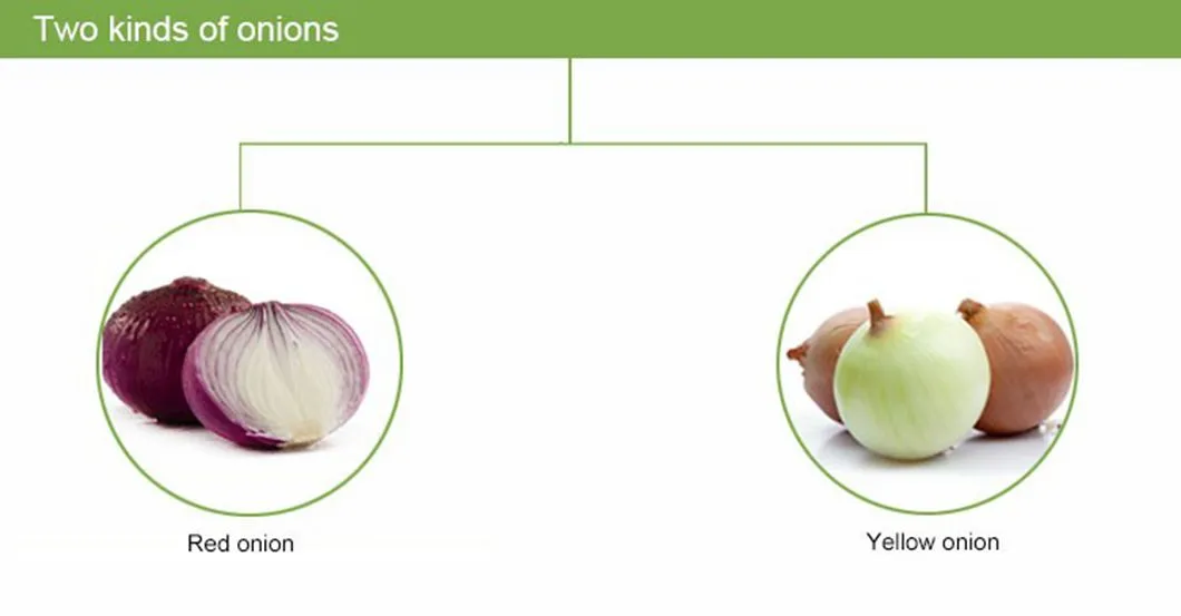 Peeled Onion Exporting Nethelands and UK