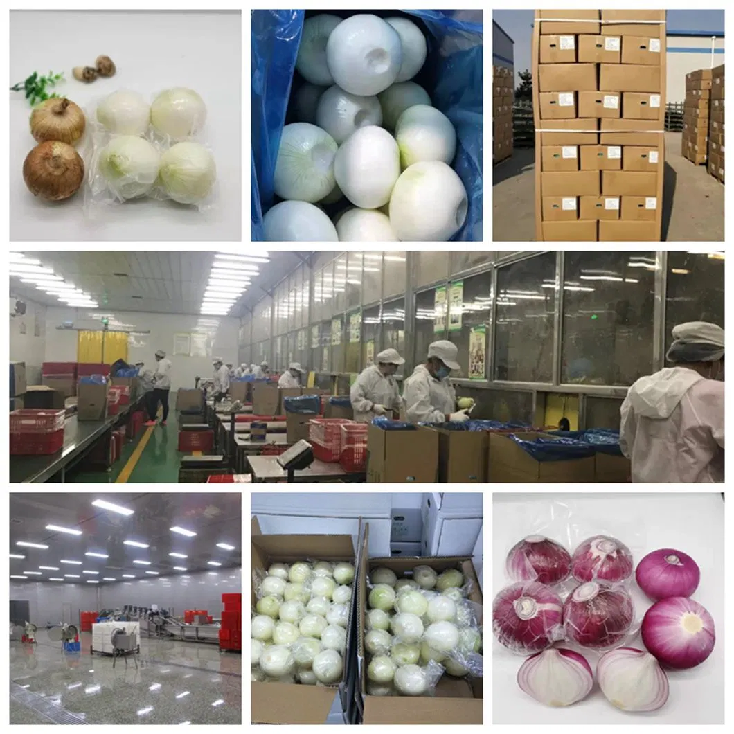Peeled Onion Exporting Nethelands and UK