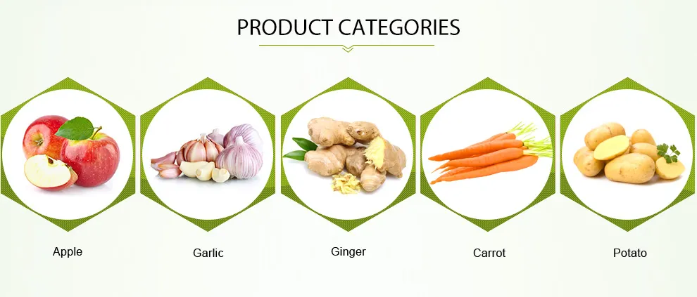 Peeled Onion Exporting Nethelands and UK