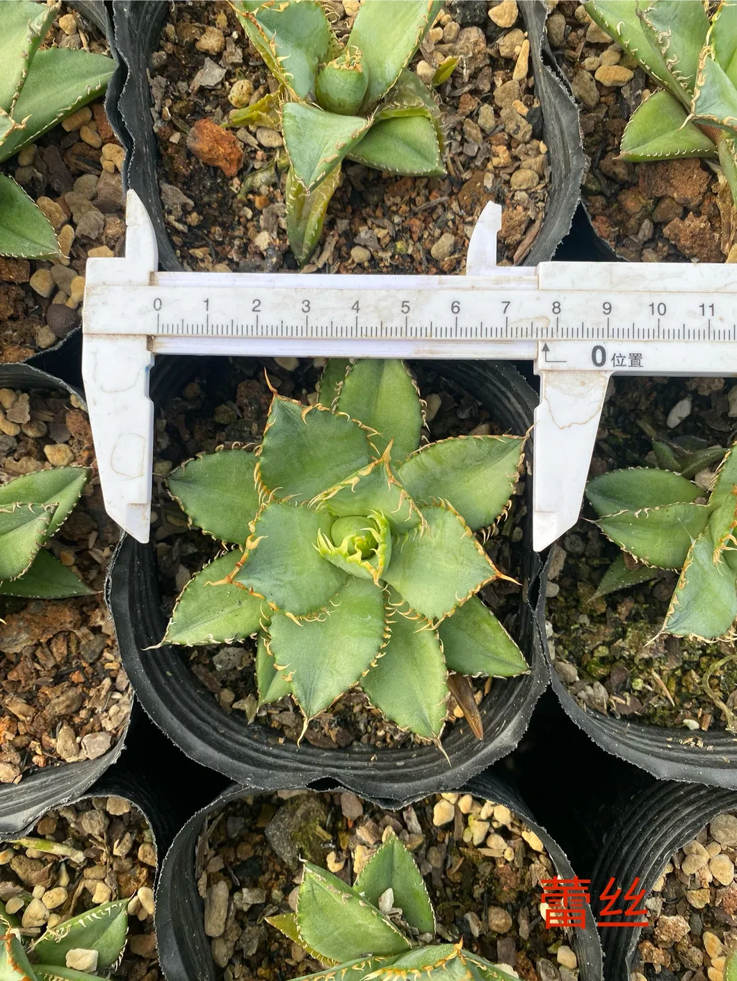 Live Agave Titanota Persian Export Indoor Gardening Plants Suppliers Japanese Bonsai Wholesale