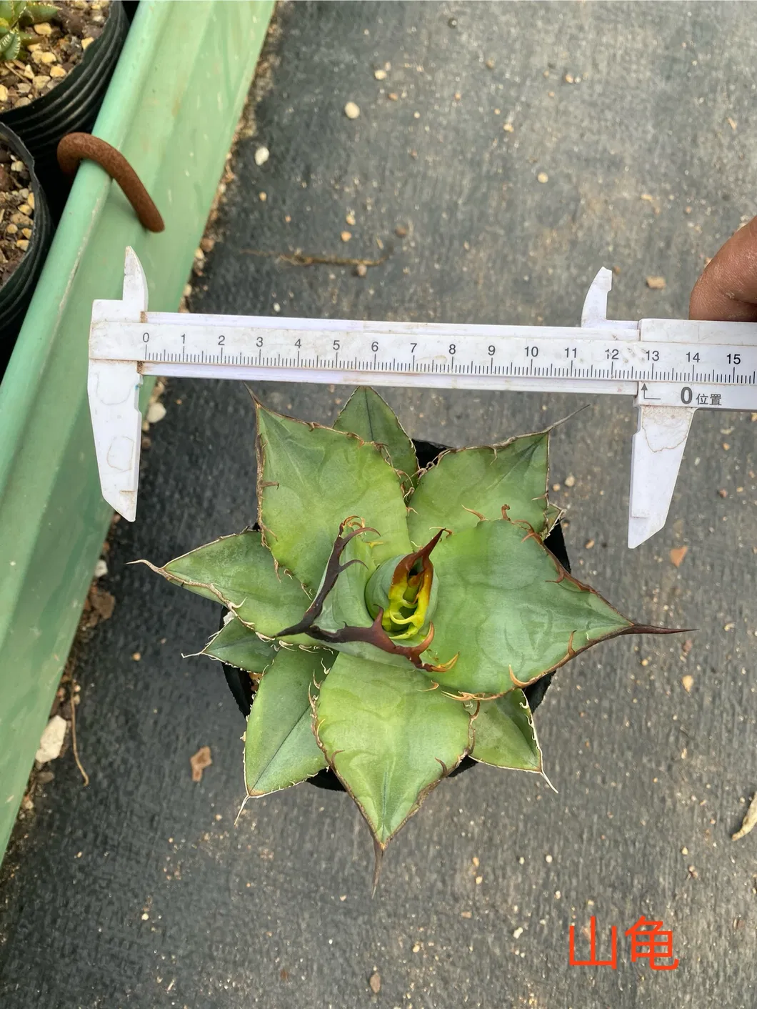 Live Agave Titanota Persian Export Indoor Gardening Plants Suppliers Japanese Bonsai Wholesale