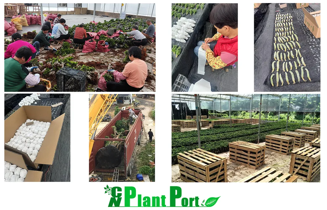 Live Agave Titanota Persian Export Indoor Gardening Plants Suppliers Japanese Bonsai Wholesale